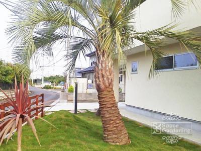 植栽 シンボルツリー 常緑樹 ココスヤシ 植栽 シンボルツリー 常緑樹 ココスヤシ