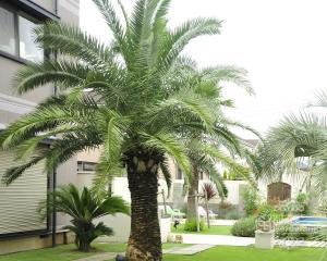 カナリーヤシ カナリーヤシ