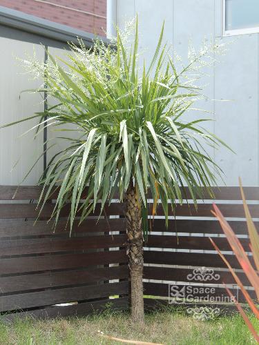 植栽 庭木 常緑樹 ドラセナ 単幹 植栽 庭木 常緑樹 ドラセナ 単幹