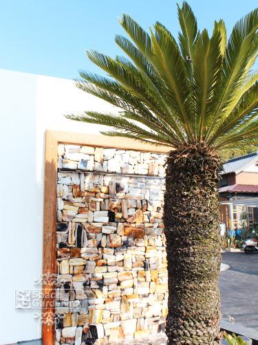 植栽 庭木 常緑樹 ソテツ 植栽 庭木 常緑樹 ソテツ