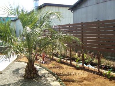 南国 植物 庭 南国 植物 庭