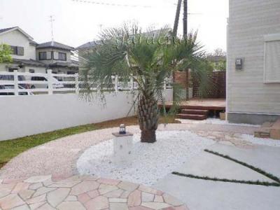 南国 植物 庭 南国 植物 庭