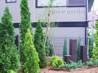 植栽 庭木 常緑樹 コニファー 植栽 庭木 常緑樹 コニファー