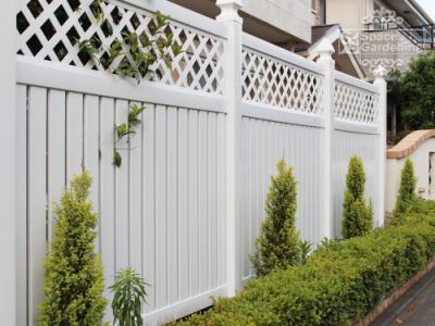 植栽 生垣 常緑樹 コニファー ゴールドコーン 植栽 生垣 常緑樹 コニファー ゴールドコーン