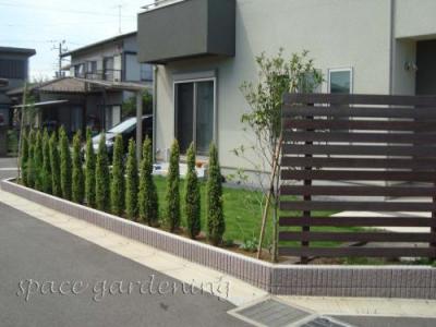 庭 植栽 生垣 常緑樹 コニファー ゴールドコーン 庭 植栽 生垣 常緑樹 コニファー ゴールドコーン