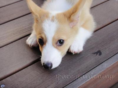 ウッドデッキ 木製 愛犬 コーギー ウッドデッキ 木製 愛犬 コーギー