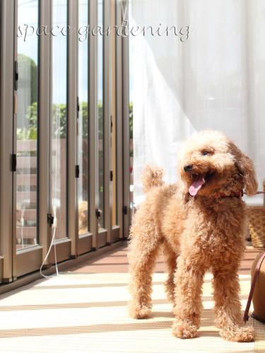 サンルーム LIXIL TOEX 愛犬 トイプードル サンルーム LIXIL TOEX 愛犬 トイプードル