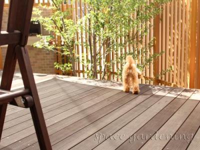 庭 ウッドデッキ 木製 愛犬 トイプードル 庭 ウッドデッキ 木製 愛犬 トイプードル