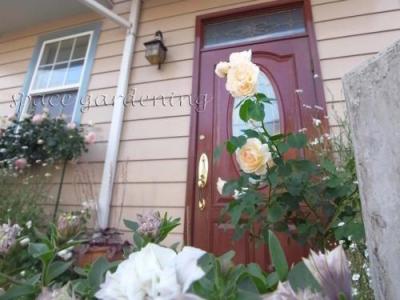 植栽 バラ アプリコットネクター 植栽 バラ アプリコットネクター