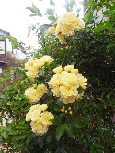 植栽 バラ モッコウバラ 植栽 バラ モッコウバラ