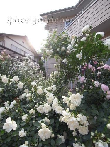 植栽 バラ アイスバーグ 植栽 バラ アイスバーグ