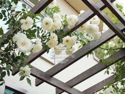 植栽 バラ 植栽 バラ