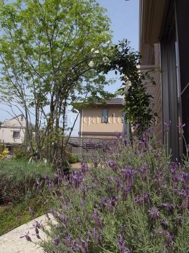 アーチ アイアン 植栽 下草 バラ アーチ アイアン 植栽 下草 バラ