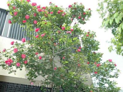 植栽 下草 バラ 植栽 下草 バラ