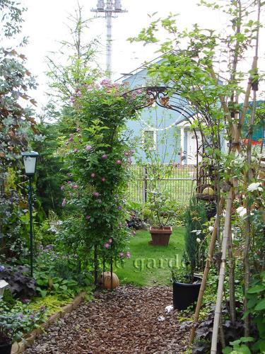 アーチ アイアン 植栽 下草 バラ ブルー・ランブラー アーチ アイアン 植栽 下草 バラ ブルー・ランブラー