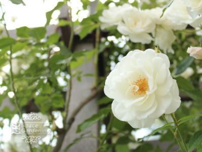 植栽 バラ 植栽 バラ