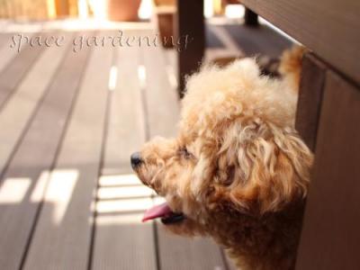 木製ウッドデッキ アイアンウッド 愛犬 トイプードル 木製ウッドデッキ アイアンウッド 愛犬 トイプードル