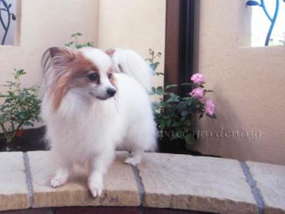 庭 愛犬 庭 愛犬