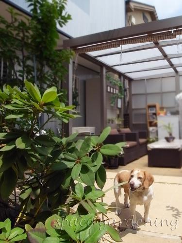 テラス屋根 LIXIL TOEX プラスG Gルーフ 愛犬 テラス屋根 LIXIL TOEX プラスG Gルーフ 愛犬