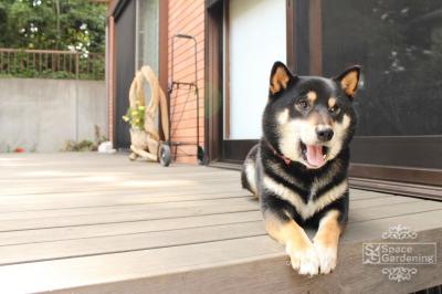 ウッドデッキ 犬 ウッドデッキ 犬