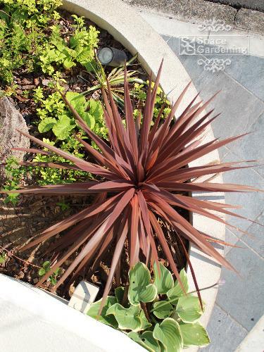 庭 ガーデン デザイン バリ リゾート ドラセナ 庭 ガーデン デザイン バリ リゾート  ドラセナ