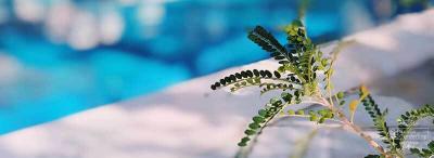 植木の質問 植木の質問