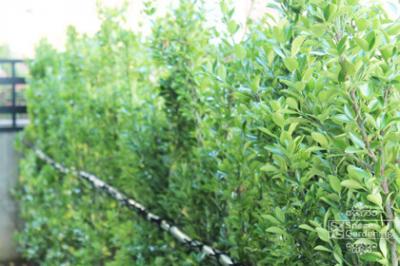 目隠し特集 目隠し特集