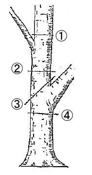 木を知ろう 第二回 枝や幹の切り方 千葉のお庭 外構専門店 お得な情報更新中 スペースガーデニング