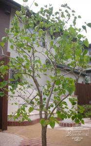 庭木の人気低木 千葉のお庭 外構専門店 お得な情報更新中 スペースガーデニング