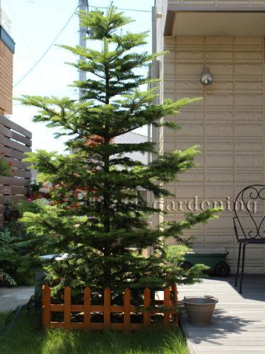 おしゃれなクリスマスツリーに使える人気の庭木 千葉のお庭 外構専門店 お得な情報更新中 スペースガーデニング