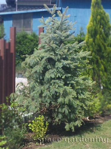 おしゃれなクリスマスツリーに使える人気の庭木 千葉のお庭 外構専門店 お得な情報更新中 スペースガーデニング