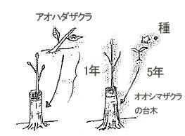 木を知ろう 第四十九回 ソメイヨシノは美人薄命 千葉のお庭 外構専門店 お得な情報更新中 スペースガーデニング