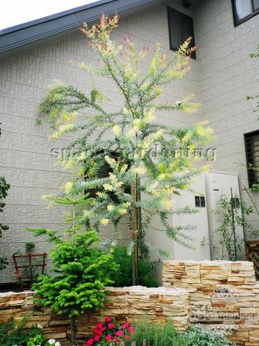 台風に強い植木特集 倒れやすい種類も 千葉のお庭 外構専門店 お得な情報更新中 スペースガーデニング