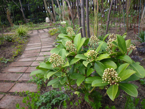 オススメ常緑低木 株元に花壇の寄せ植えに 埼玉のお庭 外構専門店 スペースガーデニング さいたま店ブログ更新中