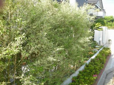 生垣におすすめの庭木 千葉のお庭 外構専門店 スペースガーデニング 八千代店ブログ更新中