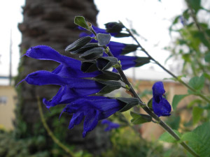セージ(メドーセージ)
