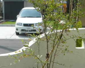 ブルーベリー