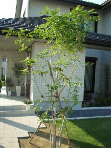 千葉県東金市 新築庭工事 シンプル 植栽 シンボルツリー
