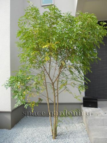 埼玉県さいたま市 新築庭工事 シンプル シンボルツリー 植栽 ウッドデッキ