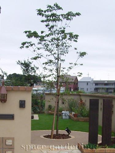 千葉県柏市 新築庭工事 ナチュラル シンボルツリー 植栽
