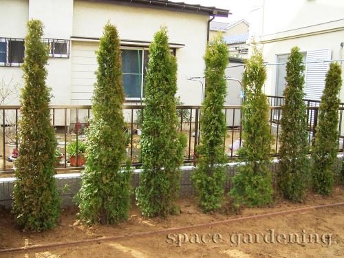 千葉県柏市 新築庭工事 ナチュラル 目隠し シンボルツリー 植栽