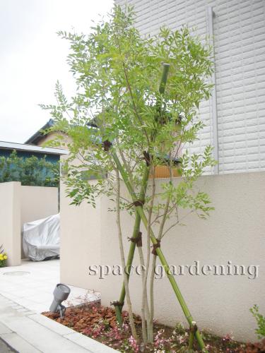 千葉県八千代市 新築庭工事 シンプル シンボルツリー 植栽